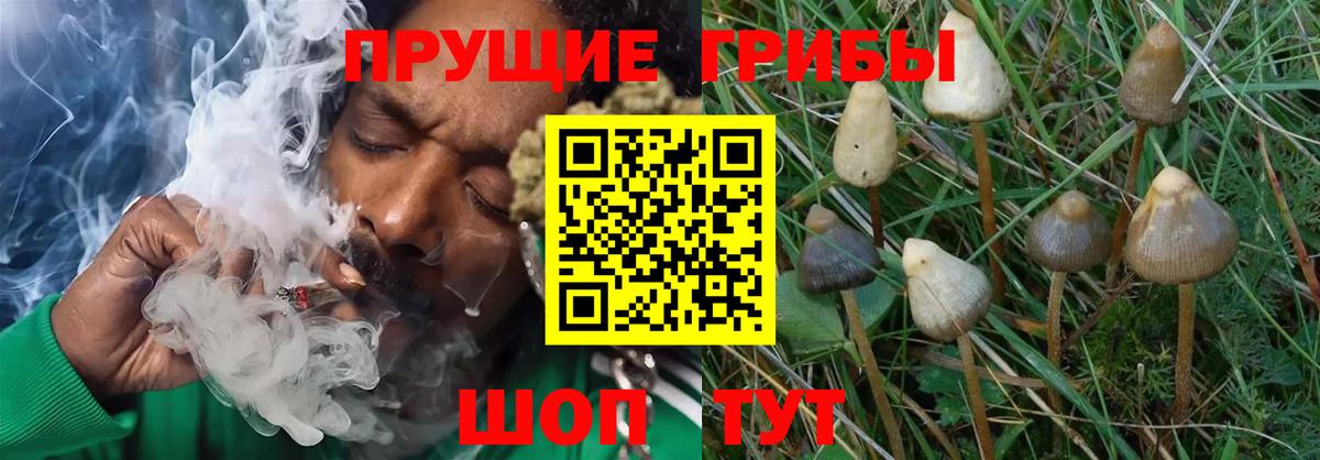 Галлюциногенные грибы GOLDEN TEACHER  Псилоцибиновые грибы Psilocybe  Вход с VPN  Тихорецк 